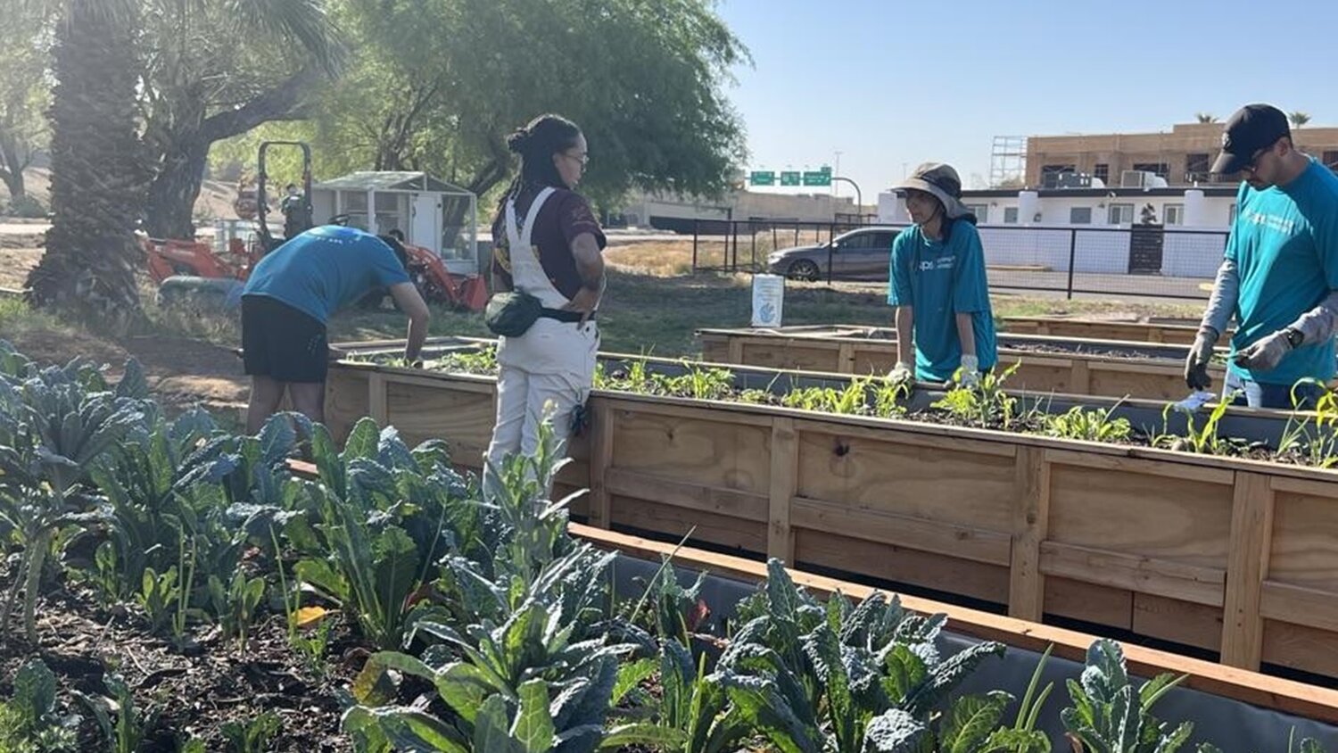 New community garden approved in west Phoenix - Daily Independent