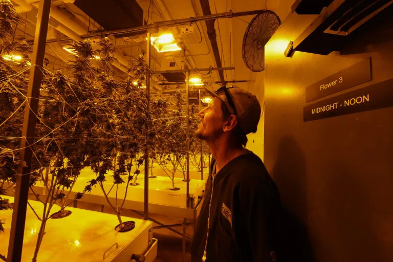 Arizona company pioneers cannabis cultivation without soil