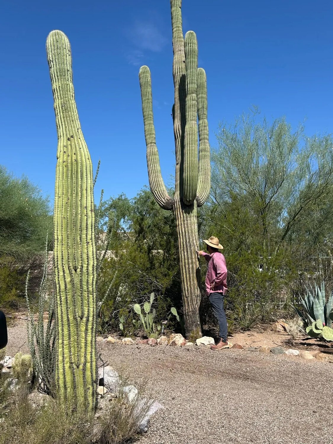 Arizona’s iconic saguaros are being threatened, with several perpetrators